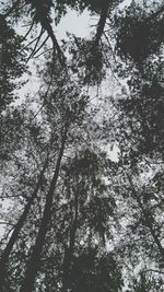 Low angle view of trees