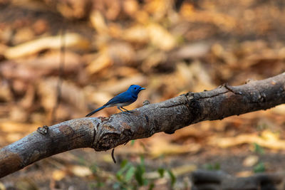 Close-up of bird perching on branch