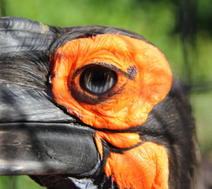 Close-up of a bird