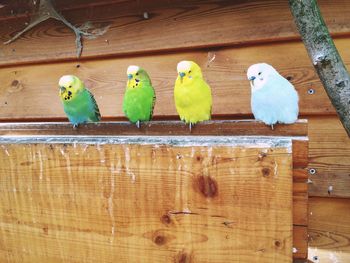 Close-up of parrot perching on wood