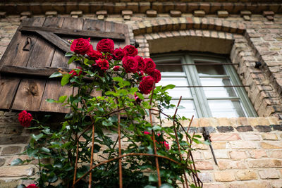 Low angle view of flowering plant on building