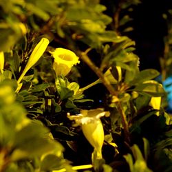 Close-up of yellow flowers