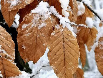 Close-up of frozen leaves during winter