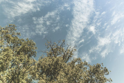 Low angle view of trees against sky