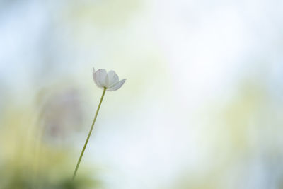 Close-up of white flowering plant