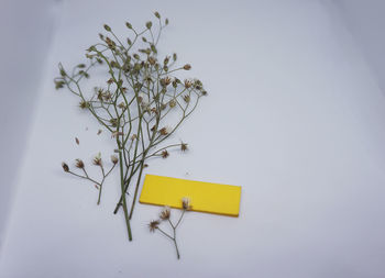 High angle view of yellow rose on white table