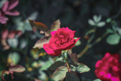 Close-up of pink rose