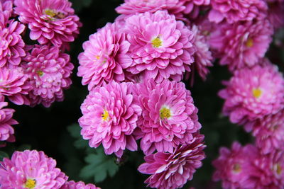 Close-up of pink roses