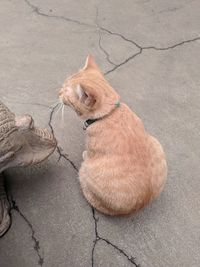 High angle view of a dog