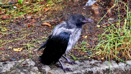 Close-up of bird
