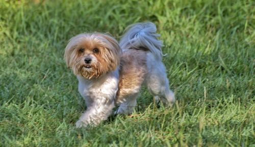 Dog on grassy field