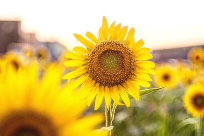 Close-up of sunflower blooming on field against sky