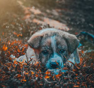 Portrait of puppy on field during autumn