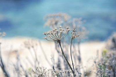 Close-up of wilted plant