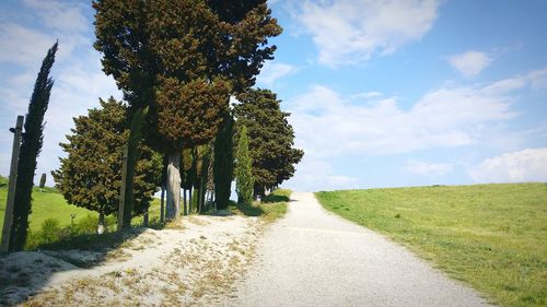 Trees growing in park against sky