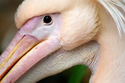Cropped image of pelican