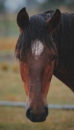 Close-up of a horse in ranch