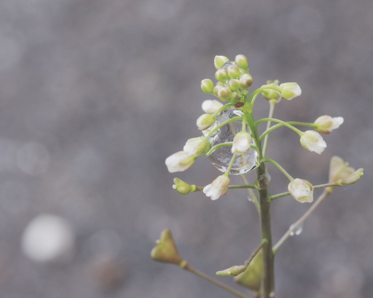 flower, growth, freshness, fragility, bud, plant, focus on foreground, close-up, nature, beauty in nature, stem, leaf, beginnings, selective focus, new life, twig, growing, petal, day, water