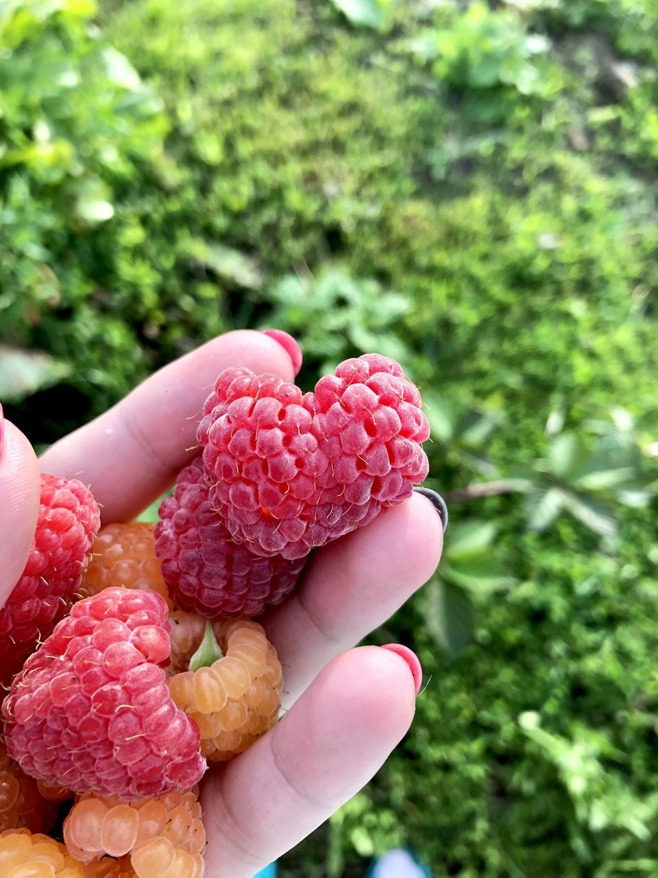 CLOSE-UP OF HAND HOLDING BERRIES