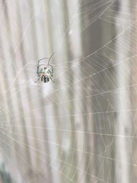 Close-up of spider on web