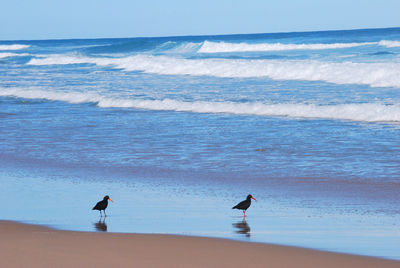 View of seagulls on beach