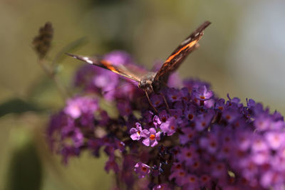 Close-up of insect on purple flower