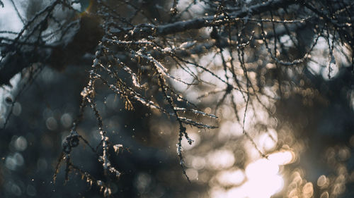 Close-up of tree branches