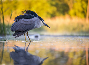 Close-up of gray heron on water