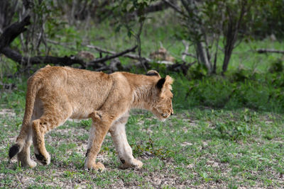 Lion cub walking through a field.