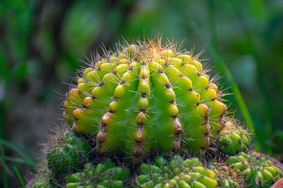 Close-up of cactus plant