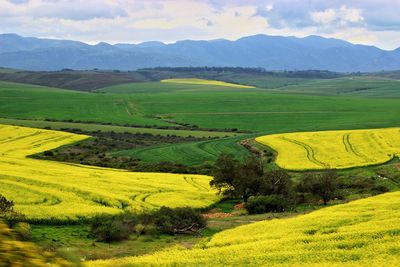 Scenic view of agricultural field against sky