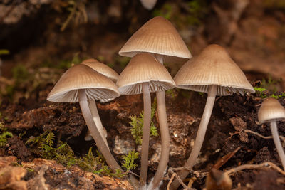 mushroom