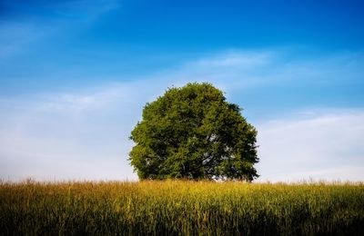 The lonely tree