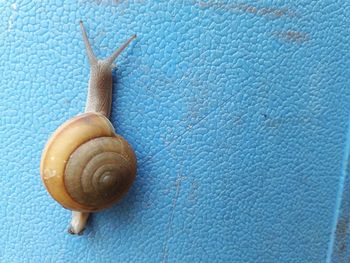 Little snail on blue background 