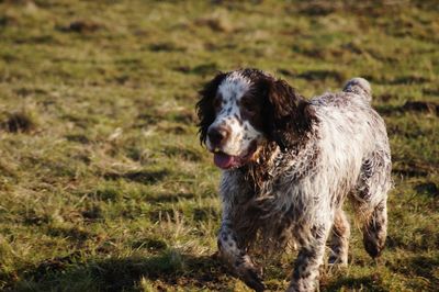 Dog running through field