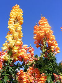 Low angle view of flowers against clear blue sky