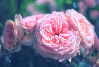 Close-up of pink rose