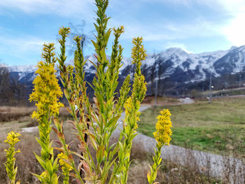 Plants growing on field by mountains against sky