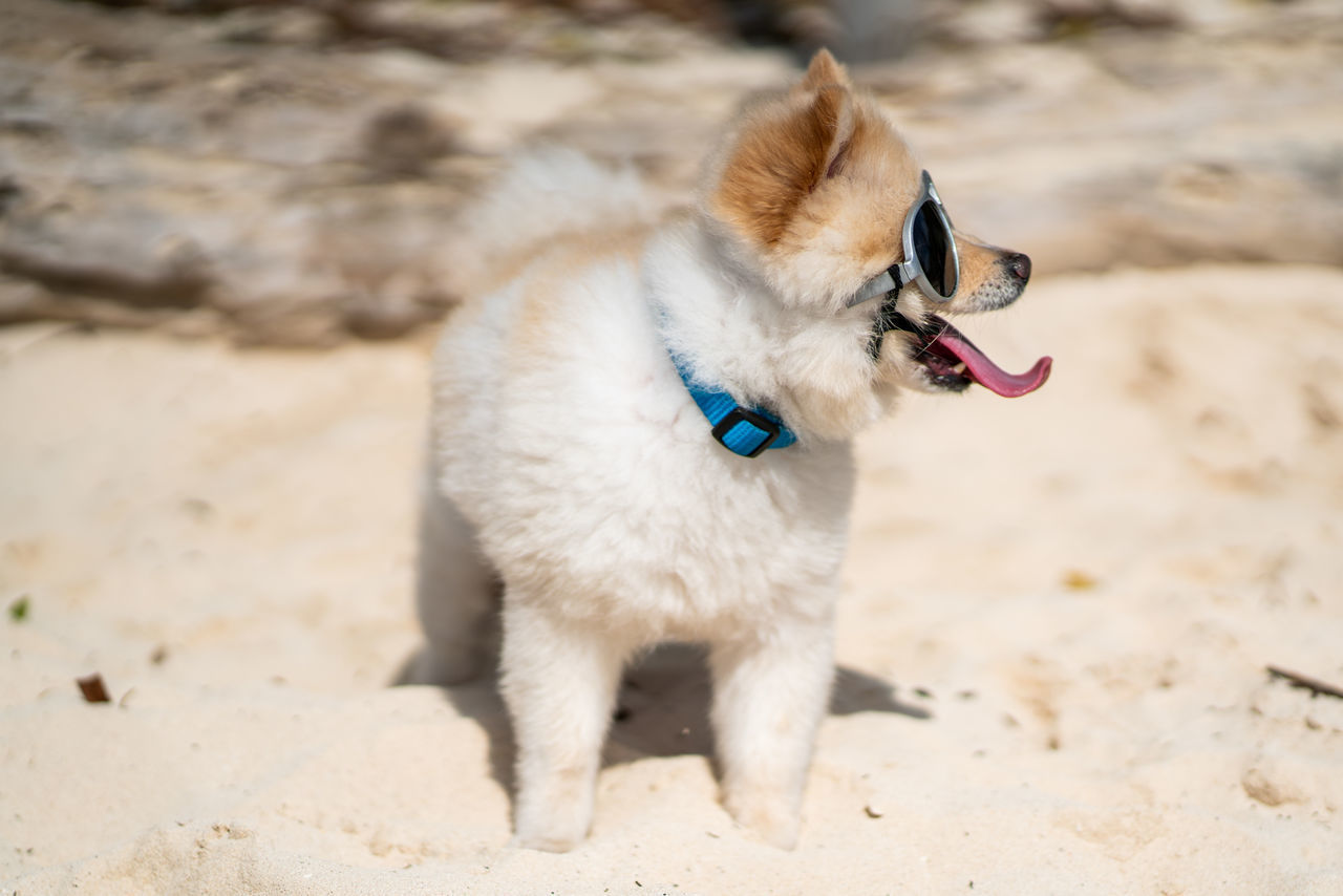 DOG LOOKING AWAY ON FIELD