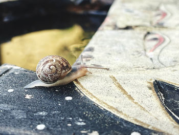 Close-up of snail