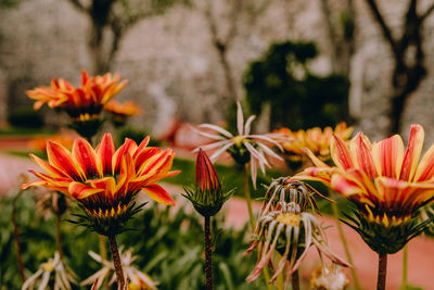 Close-up of red flowering plants