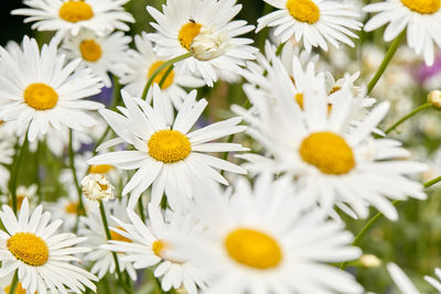 Close-up of white daisy flowers