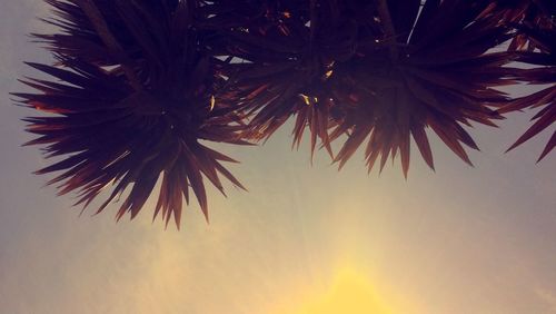 Low angle view of trees against sky