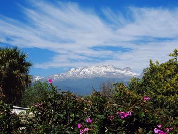 View of trees and mountains against blue sky