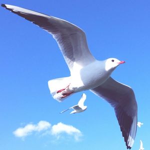 Low angle view of seagull flying in sky