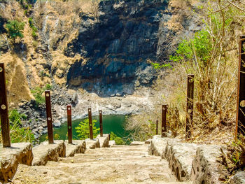 Panoramic view of trees and plants