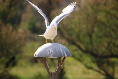 Close-up of a bird flying