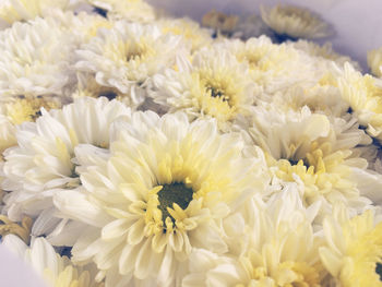 Close-up of white daisy flowers