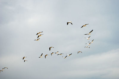 Low angle view of birds flying in sky