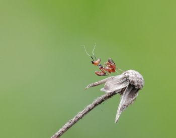 Close-up of butterfly on plant